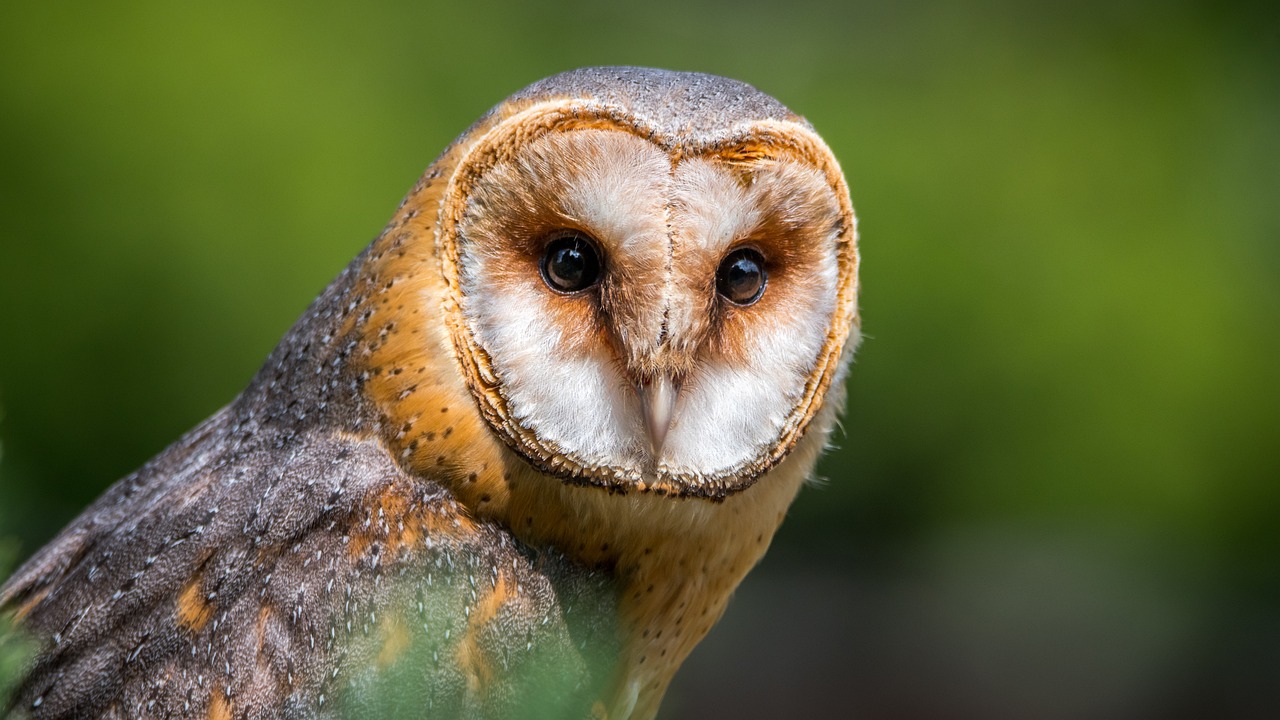 Safety Tips for Birdwatchers